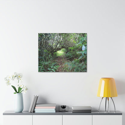 Canvas Gallery Wraps - The Tradewinds trail before Hurricane Maria - 2013 - old pal region - Green Forest Home