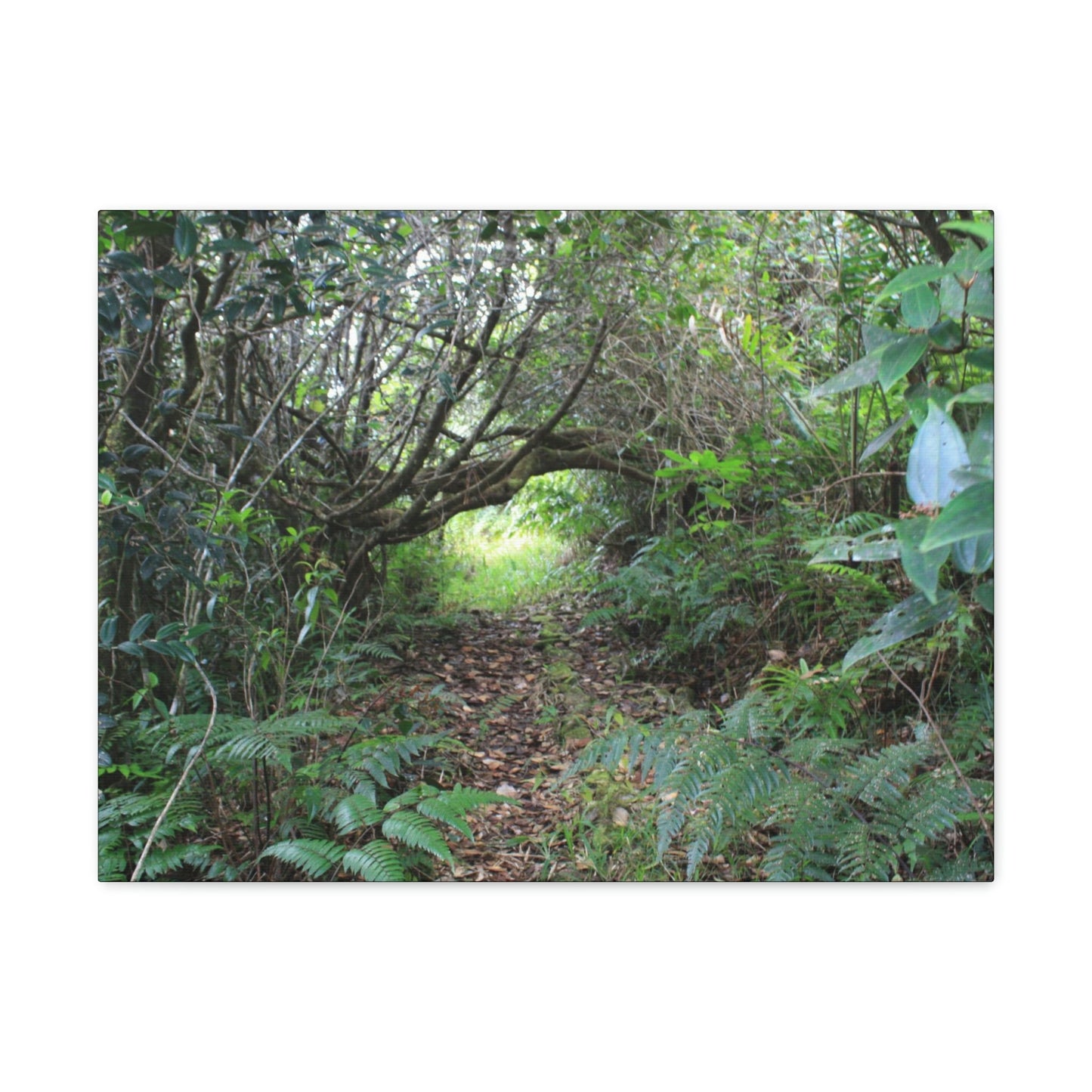 Canvas Gallery Wraps - The Tradewinds trail before Hurricane Maria - 2013 - old pal region - Green Forest Home