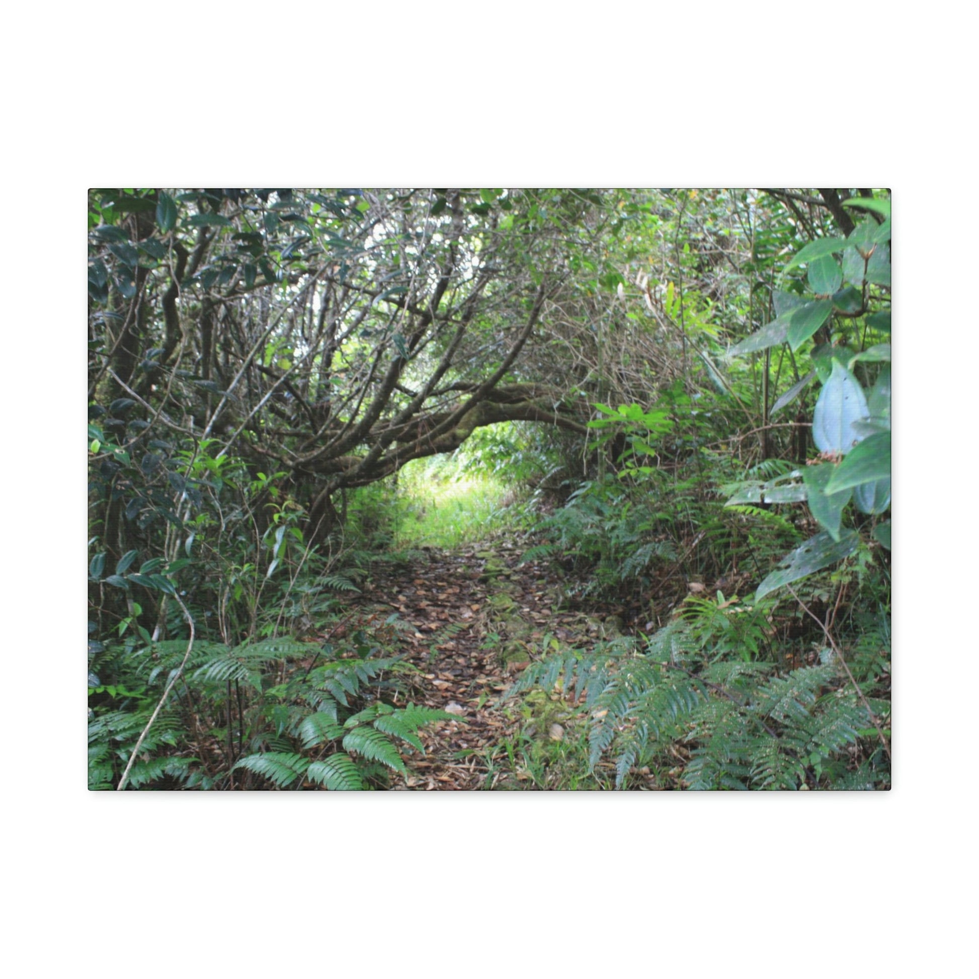 Canvas Gallery Wraps - The Tradewinds trail before Hurricane Maria - 2013 - old pal region - Green Forest Home