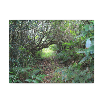 Canvas Gallery Wraps - The Tradewinds trail before Hurricane Maria - 2013 - old pal region - Green Forest Home