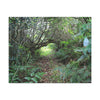 Canvas Gallery Wraps - The Tradewinds trail before Hurricane Maria - 2013 - old pal region - Green Forest Home