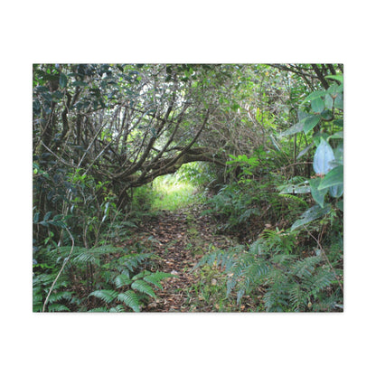 Canvas Gallery Wraps - The Tradewinds trail before Hurricane Maria - 2013 - old pal region - Green Forest Home