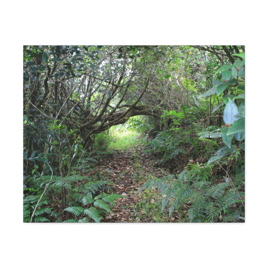 Canvas Gallery Wraps - The Tradewinds trail before Hurricane Maria - 2013 - old pal region - Green Forest Home