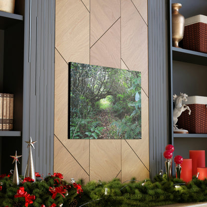 Canvas Gallery Wraps - The Tradewinds trail before Hurricane Maria - 2013 - old pal region - Green Forest Home