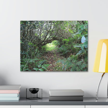Canvas Gallery Wraps - The Tradewinds trail before Hurricane Maria - 2013 - old pal region - Green Forest Home