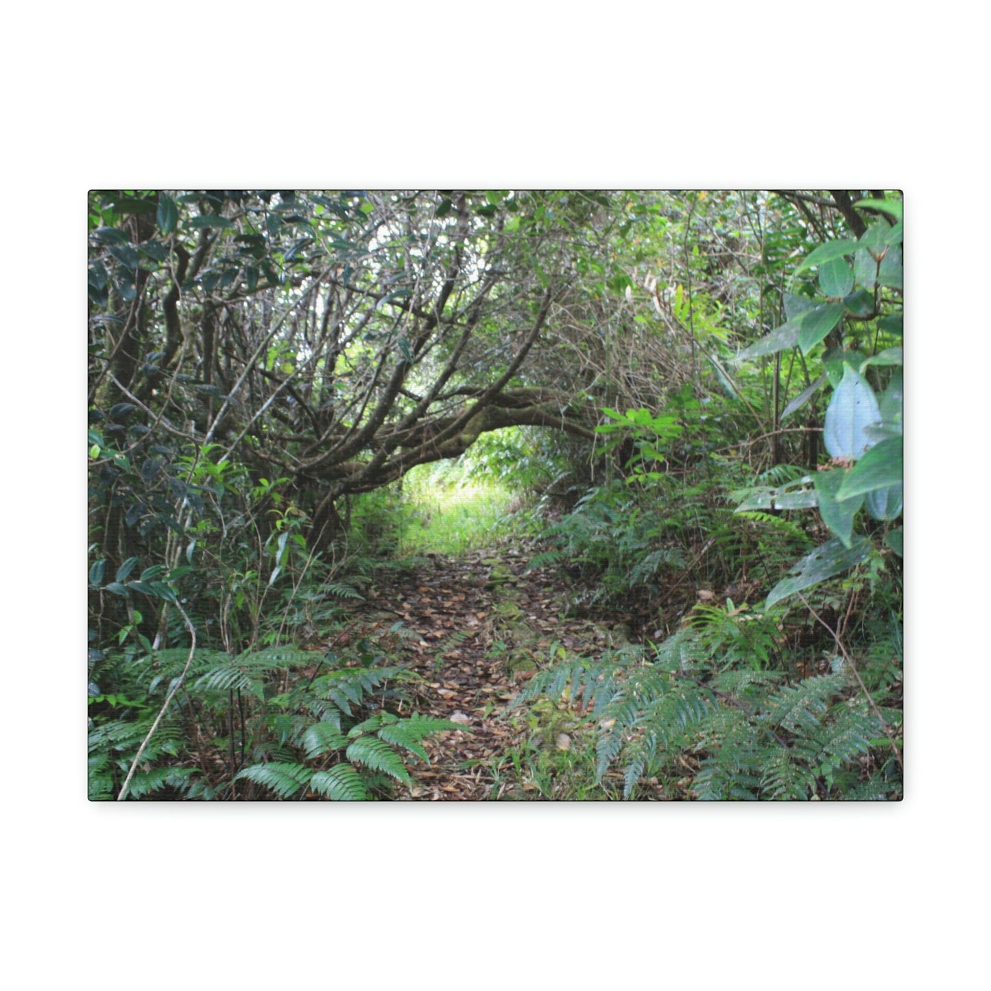 Canvas Gallery Wraps - The Tradewinds trail before Hurricane Maria - 2013 - old pal region - Green Forest Home