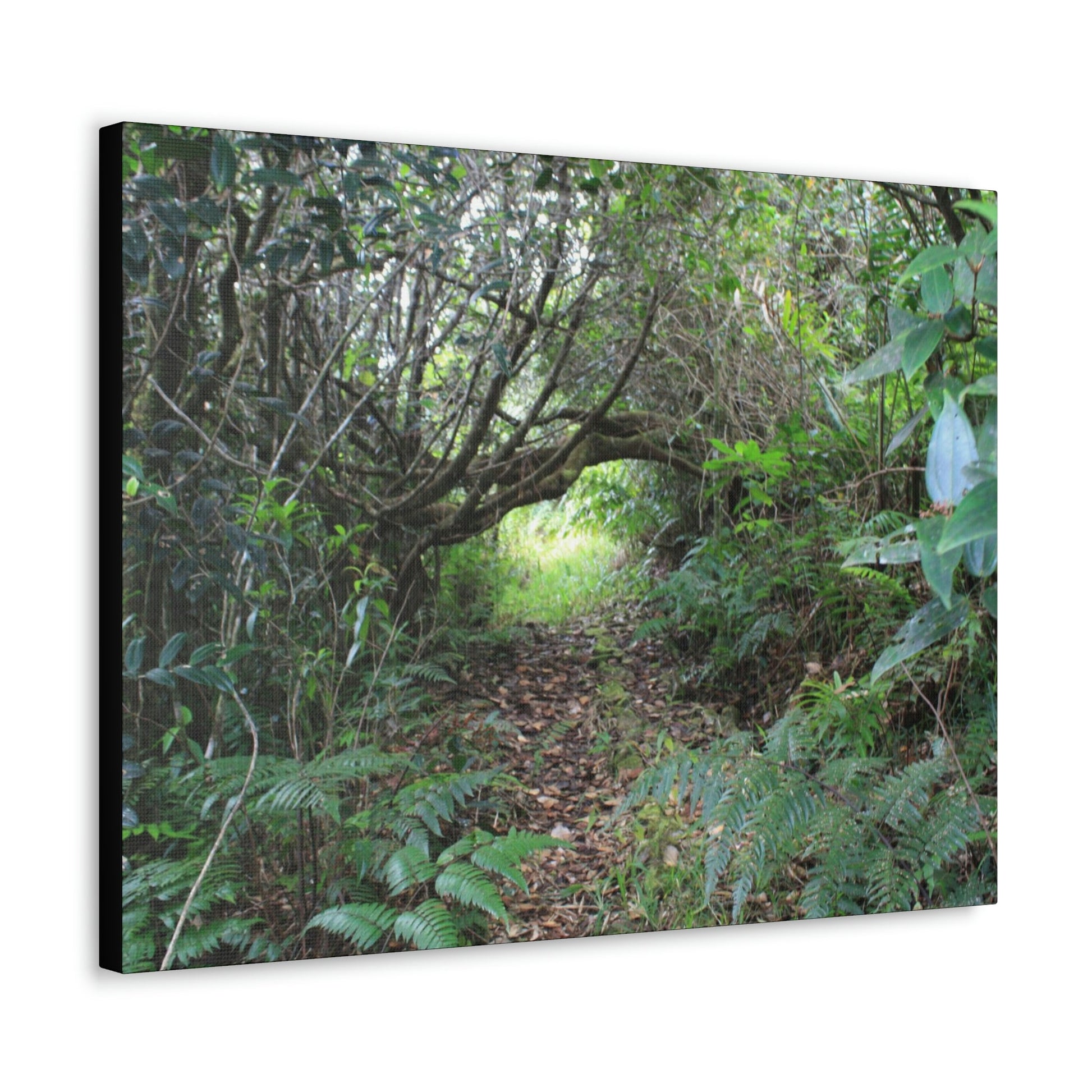 Canvas Gallery Wraps - The Tradewinds trail before Hurricane Maria - 2013 - old pal region - Green Forest Home