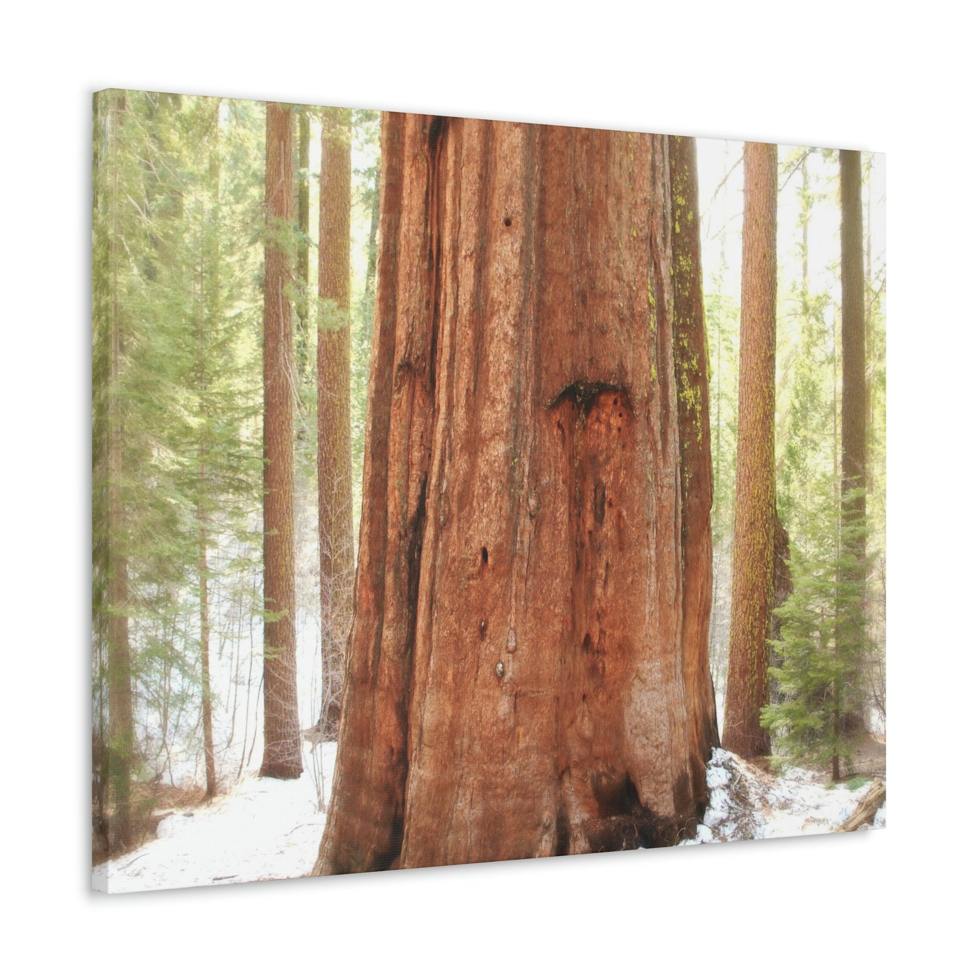 Canvas Gallery Wraps - The US National Parks - Yosemite Park famous Sequoia tree - California - USA NPS - Green Forest Home