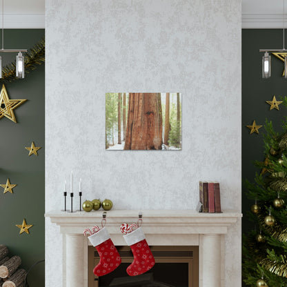Canvas Gallery Wraps - The US National Parks - Yosemite Park famous Sequoia tree - California - USA NPS - Green Forest Home