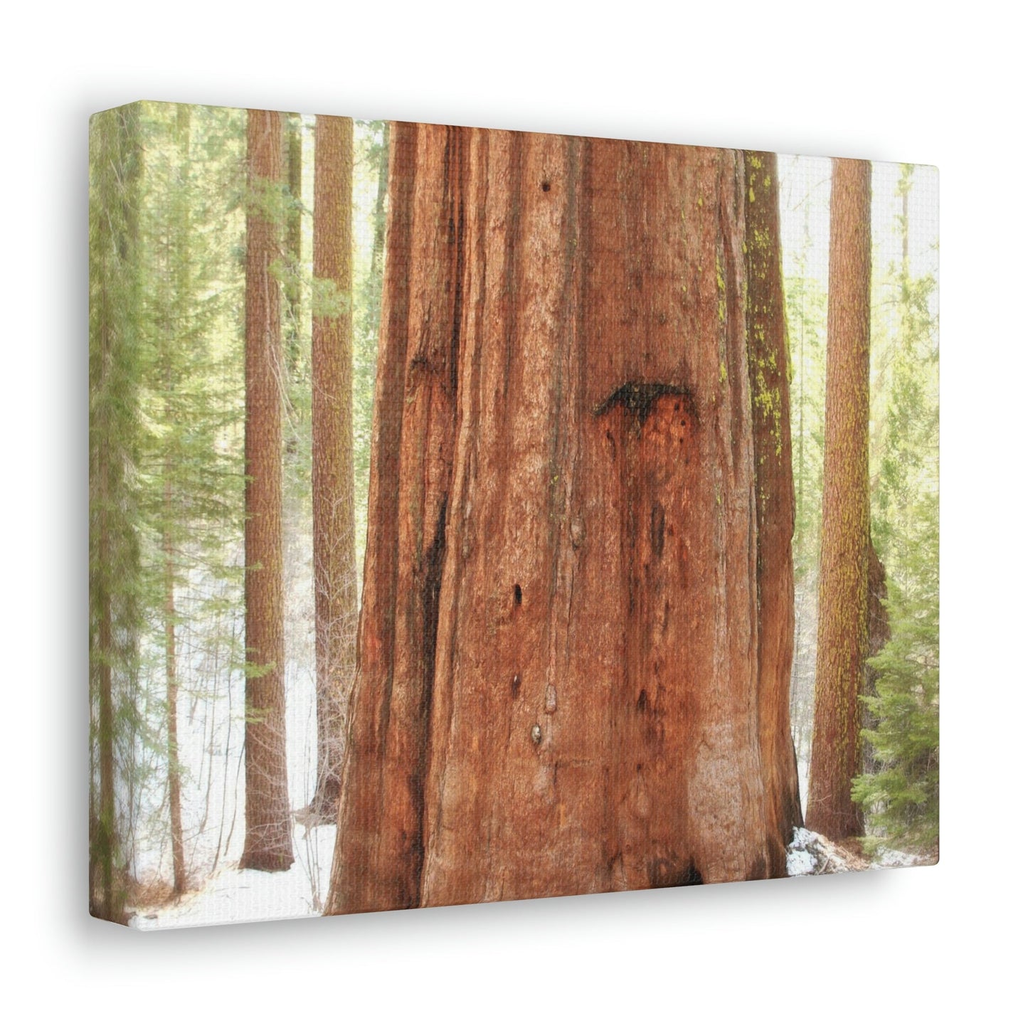 Canvas Gallery Wraps - The US National Parks - Yosemite Park famous Sequoia tree - California - USA NPS - Green Forest Home