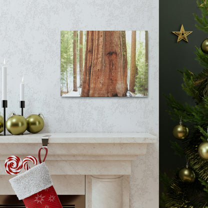 Canvas Gallery Wraps - The US National Parks - Yosemite Park famous Sequoia tree - California - USA NPS - Green Forest Home