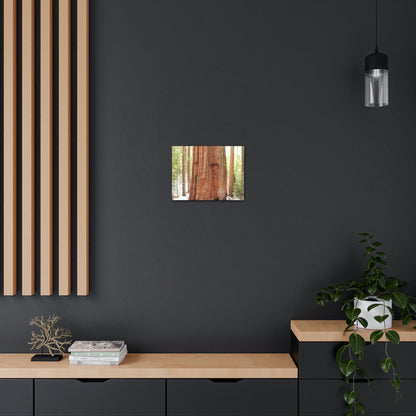 Canvas Gallery Wraps - The US National Parks - Yosemite Park famous Sequoia tree - California - USA NPS - Green Forest Home