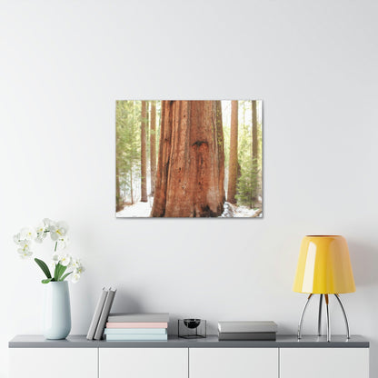 Canvas Gallery Wraps - The US National Parks - Yosemite Park famous Sequoia tree - California - USA NPS - Green Forest Home