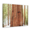Canvas Gallery Wraps - The US National Parks - Yosemite Park famous Sequoia tree - California - USA NPS - Green Forest Home