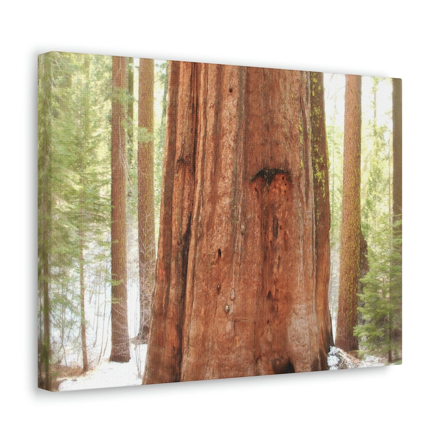Canvas Gallery Wraps - The US National Parks - Yosemite Park famous Sequoia tree - California - USA NPS - Green Forest Home