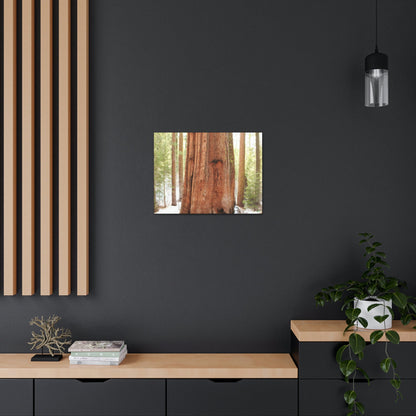 Canvas Gallery Wraps - The US National Parks - Yosemite Park famous Sequoia tree - California - USA NPS - Green Forest Home