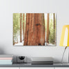 Canvas Gallery Wraps - The US National Parks - Yosemite Park famous Sequoia tree - California - USA NPS - Green Forest Home
