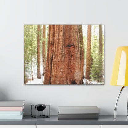 Canvas Gallery Wraps - The US National Parks - Yosemite Park famous Sequoia tree - California - USA NPS - Green Forest Home
