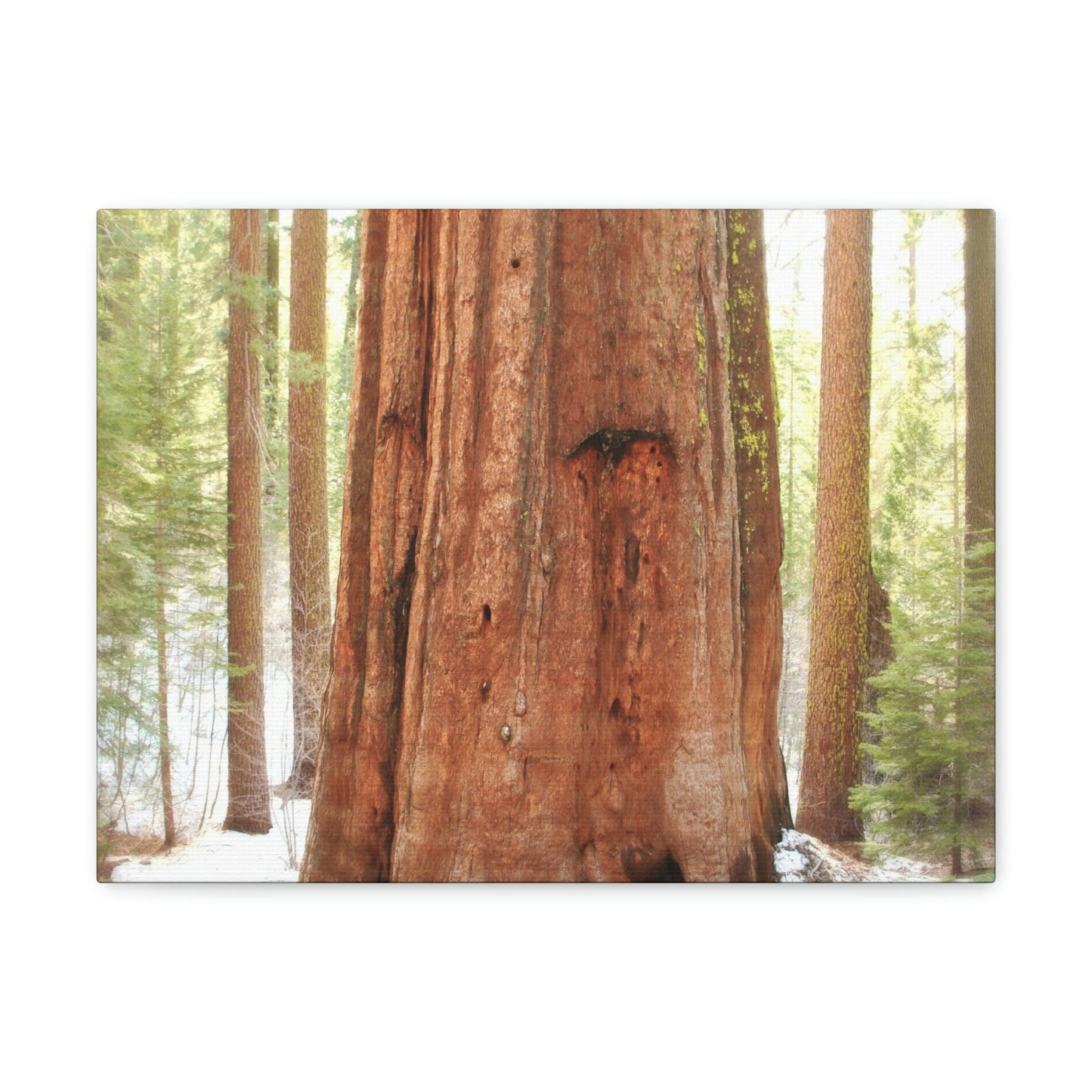 Canvas Gallery Wraps - The US National Parks - Yosemite Park famous Sequoia tree - California - USA NPS - Green Forest Home