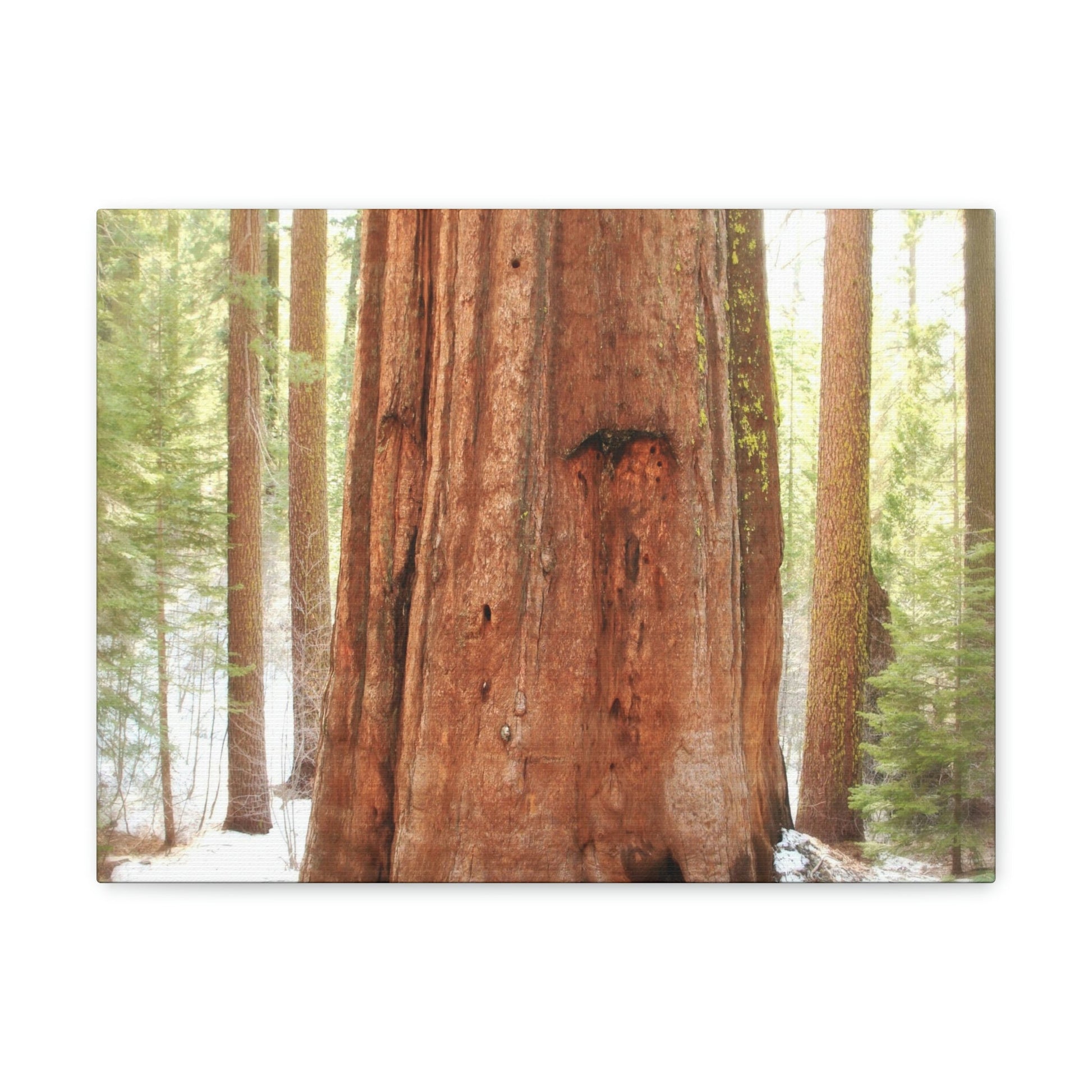Canvas Gallery Wraps - The US National Parks - Yosemite Park famous Sequoia tree - California - USA NPS - Green Forest Home