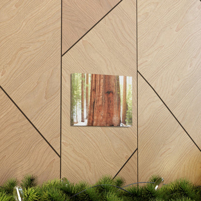 Canvas Gallery Wraps - The US National Parks - Yosemite Park famous Sequoia tree - California - USA NPS - Green Forest Home