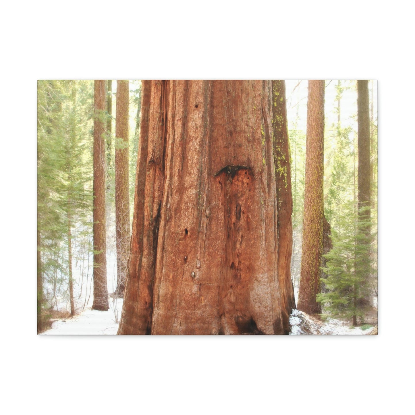 Canvas Gallery Wraps - The US National Parks - Yosemite Park famous Sequoia tree - California - USA NPS - Green Forest Home