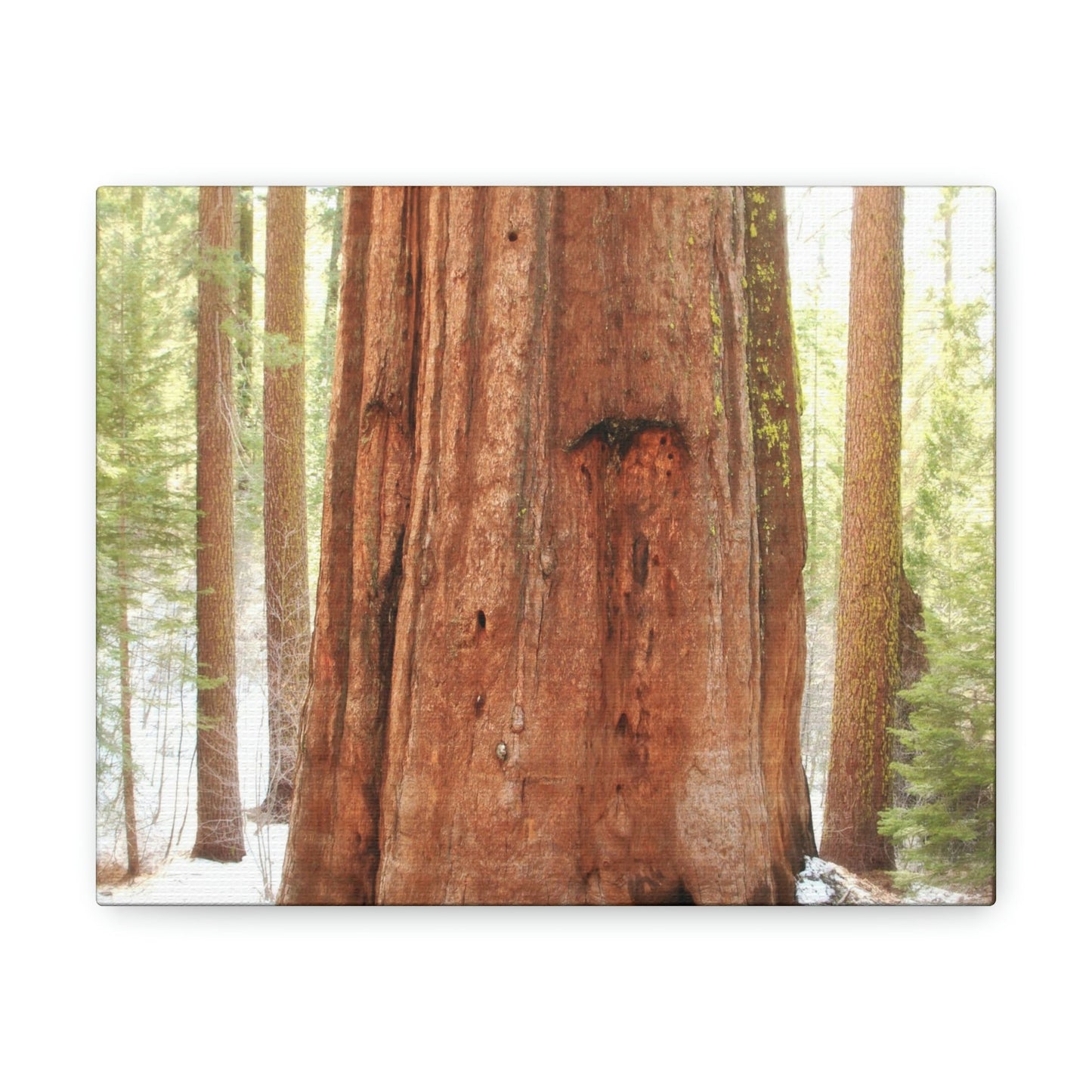 Canvas Gallery Wraps - The US National Parks - Yosemite Park famous Sequoia tree - California - USA NPS - Green Forest Home