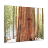 Canvas Gallery Wraps - The US National Parks - Yosemite Park famous Sequoia tree - California - USA NPS - Green Forest Home