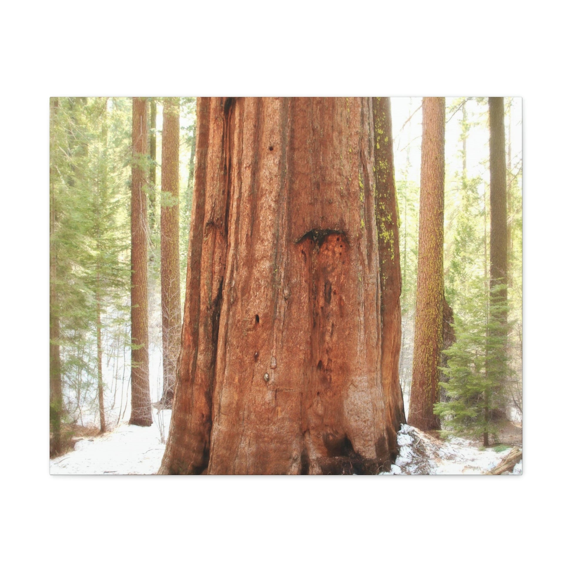 Canvas Gallery Wraps - The US National Parks - Yosemite Park famous Sequoia tree - California - USA NPS - Green Forest Home