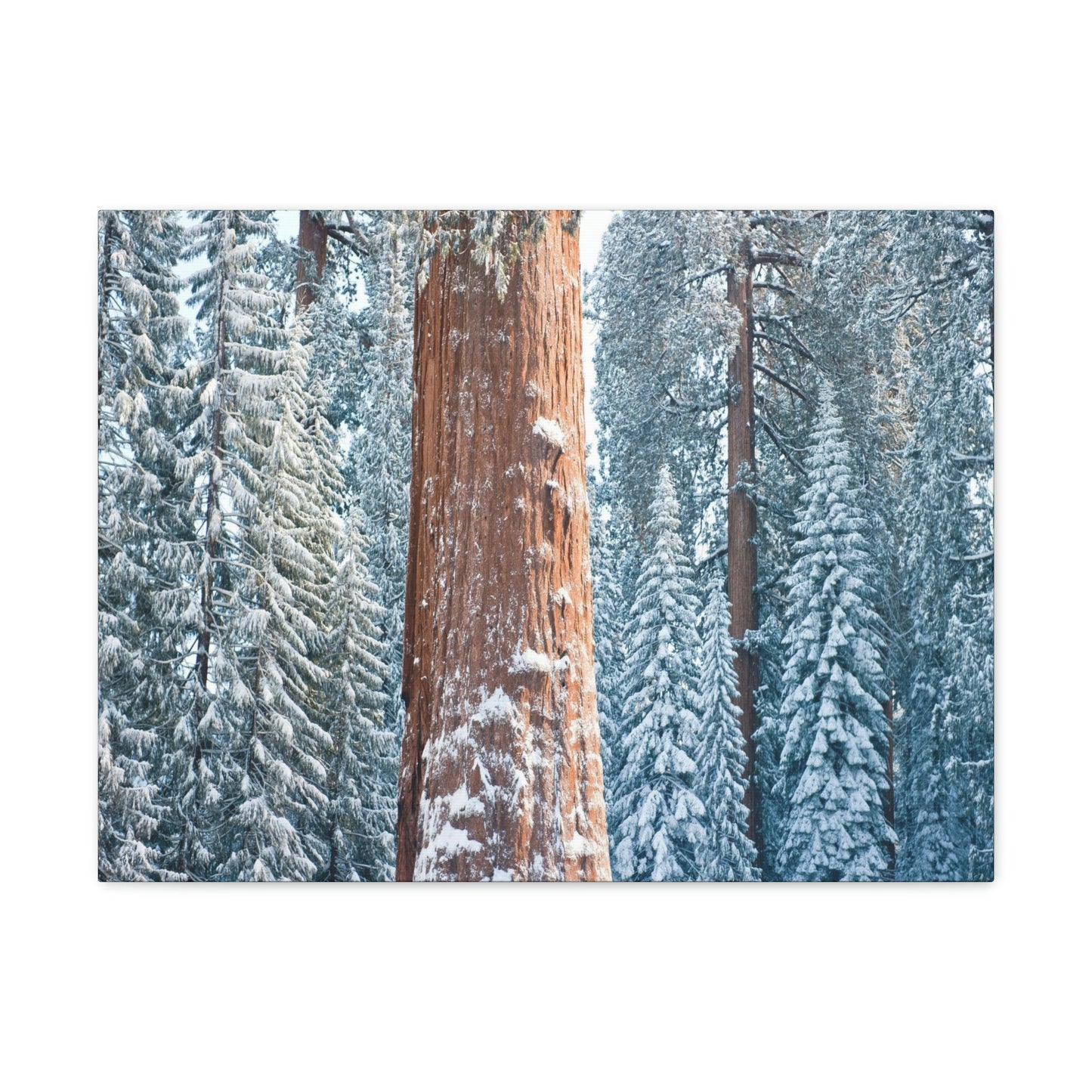 Canvas Gallery Wraps - The US National Parks - Yosemite Park famous Sequoia trees in winter - California - USA NPS - Green Forest Home