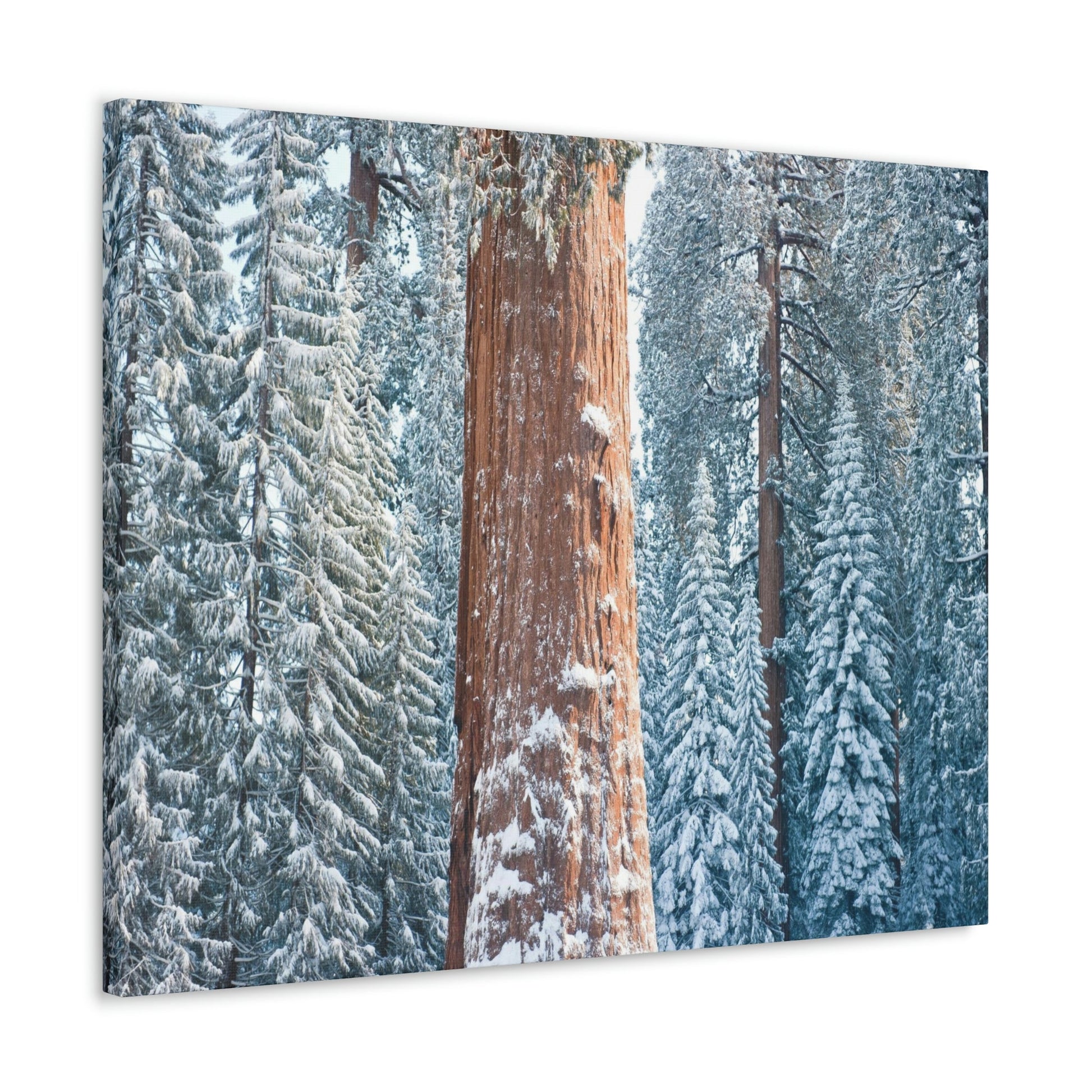 Canvas Gallery Wraps - The US National Parks - Yosemite Park famous Sequoia trees in winter - California - USA NPS - Green Forest Home