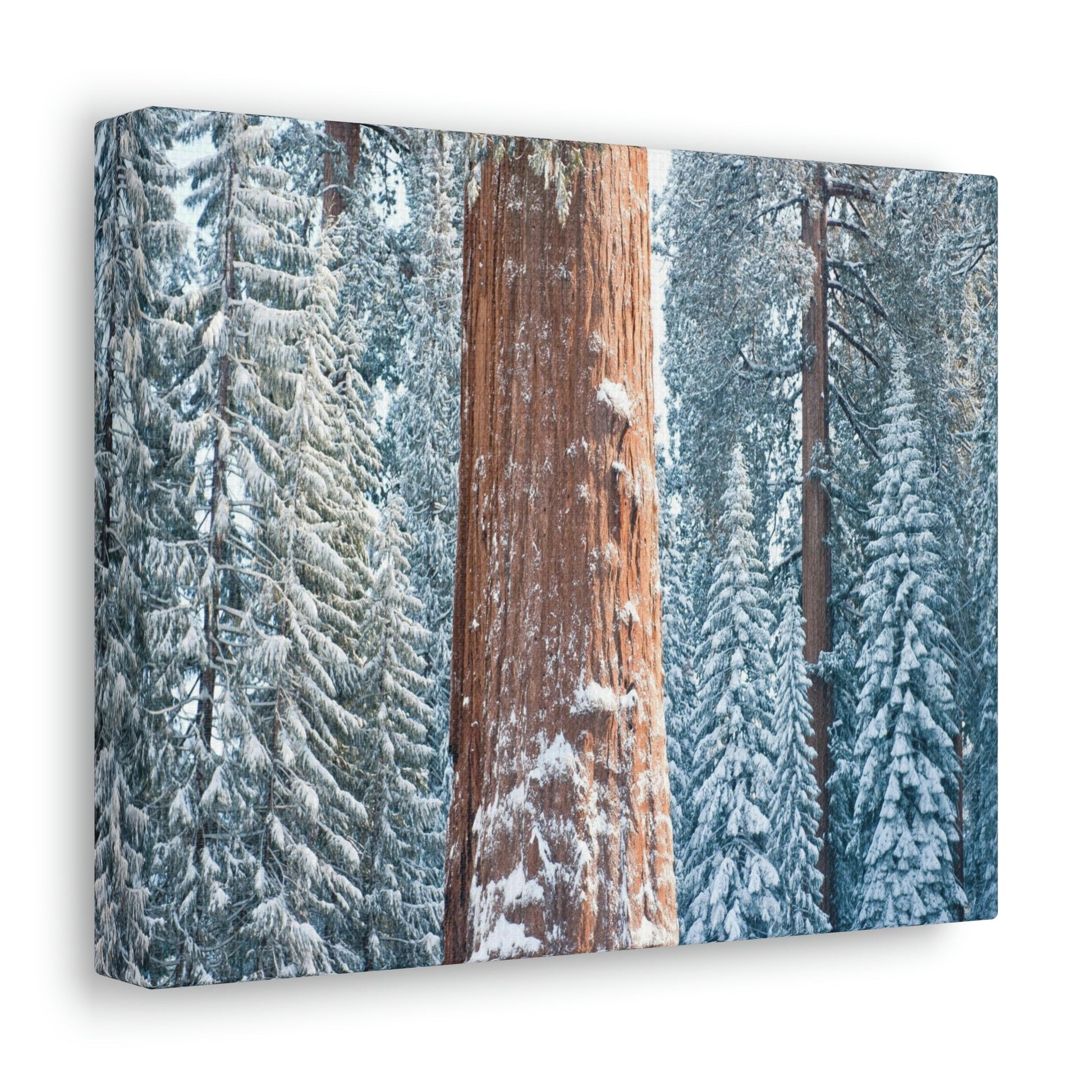 Canvas Gallery Wraps - The US National Parks - Yosemite Park famous Sequoia trees in winter - California - USA NPS - Green Forest Home