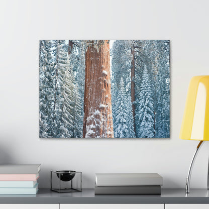Canvas Gallery Wraps - The US National Parks - Yosemite Park famous Sequoia trees in winter - California - USA NPS - Green Forest Home