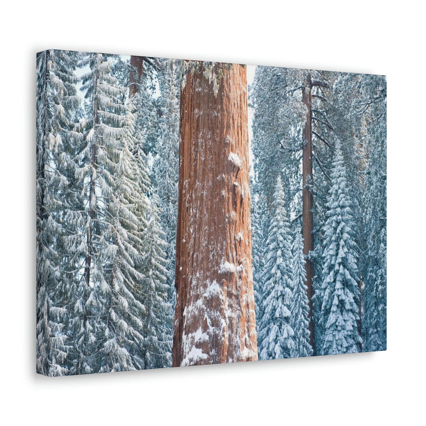 Canvas Gallery Wraps - The US National Parks - Yosemite Park famous Sequoia trees in winter - California - USA NPS - Green Forest Home