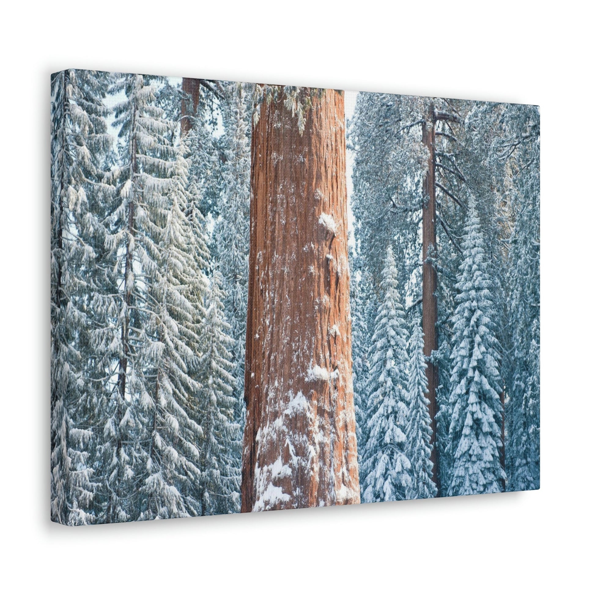 Canvas Gallery Wraps - The US National Parks - Yosemite Park famous Sequoia trees in winter - California - USA NPS - Green Forest Home
