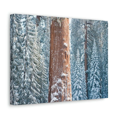 Canvas Gallery Wraps - The US National Parks - Yosemite Park famous Sequoia trees in winter - California - USA NPS - Green Forest Home