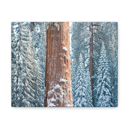 Canvas Gallery Wraps - The US National Parks - Yosemite Park famous Sequoia trees in winter - California - USA NPS - Green Forest Home