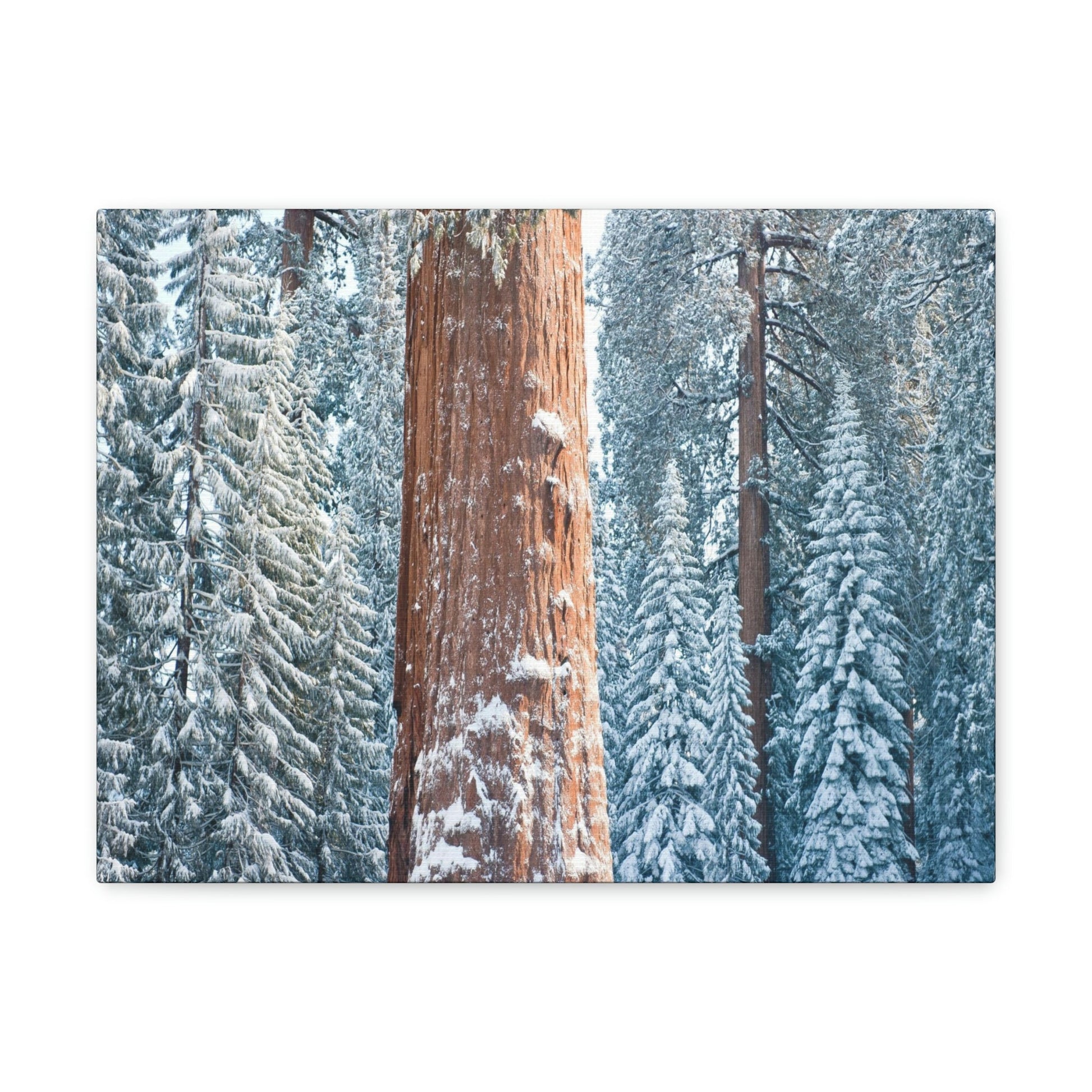 Canvas Gallery Wraps - The US National Parks - Yosemite Park famous Sequoia trees in winter - California - USA NPS - Green Forest Home