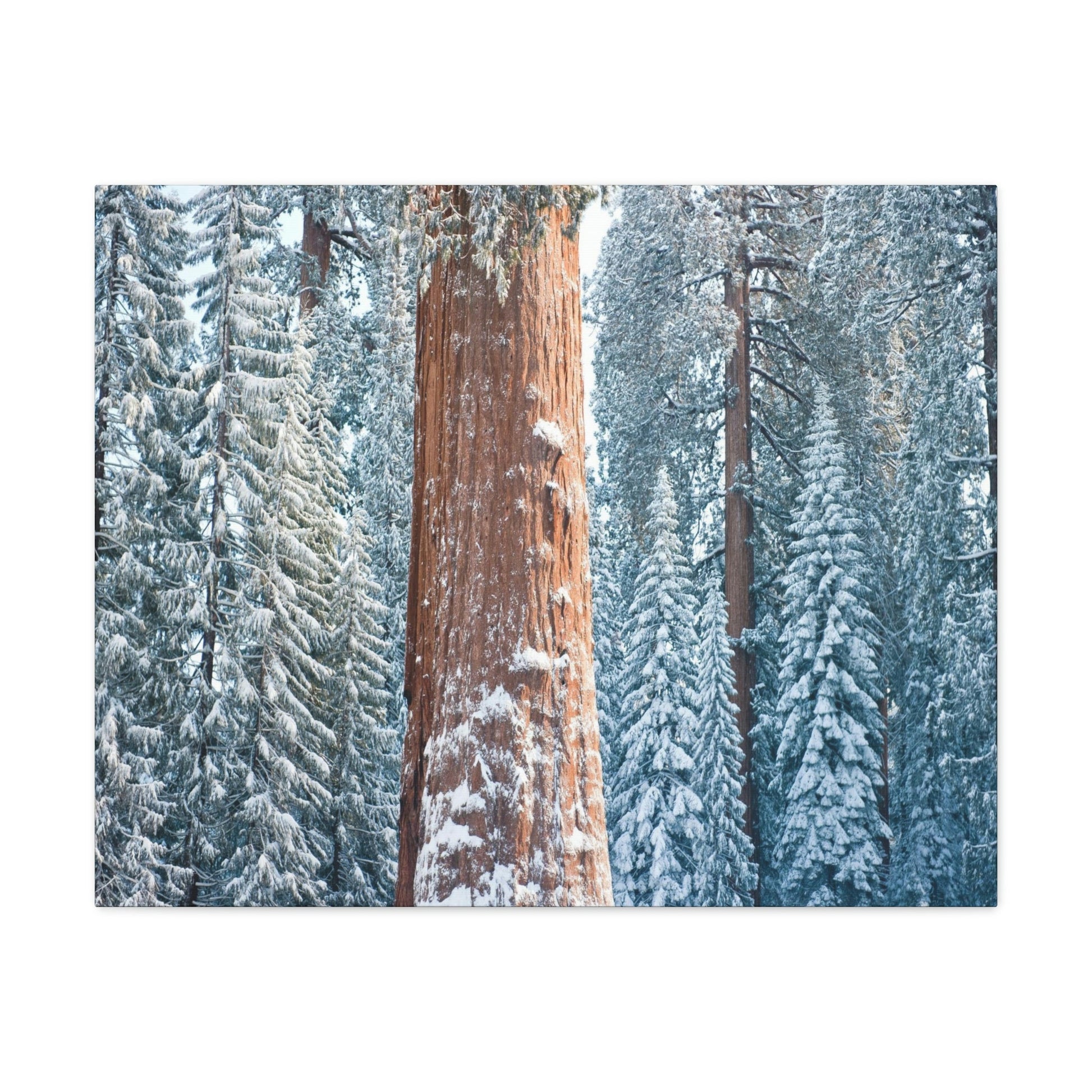 Canvas Gallery Wraps - The US National Parks - Yosemite Park famous Sequoia trees in winter - California - USA NPS - Green Forest Home