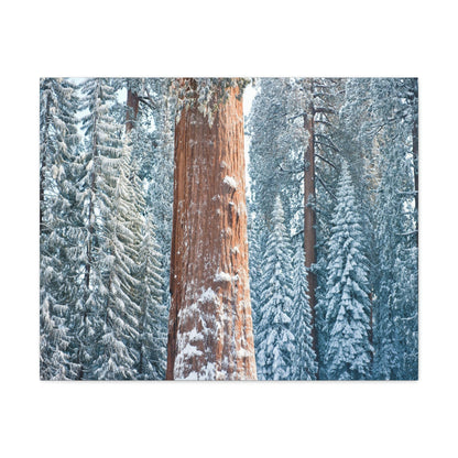 Canvas Gallery Wraps - The US National Parks - Yosemite Park famous Sequoia trees in winter - California - USA NPS - Green Forest Home