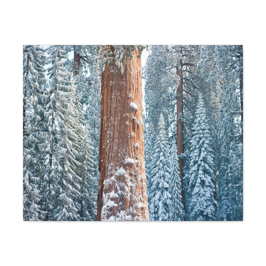 Canvas Gallery Wraps - The US National Parks - Yosemite Park famous Sequoia trees in winter - California - USA NPS - Green Forest Home
