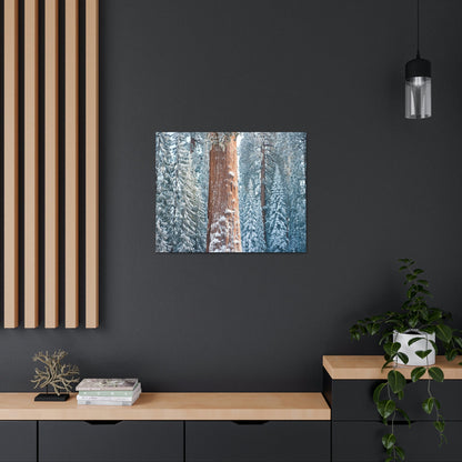 Canvas Gallery Wraps - The US National Parks - Yosemite Park famous Sequoia trees in winter - California - USA NPS - Green Forest Home