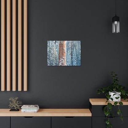 Canvas Gallery Wraps - The US National Parks - Yosemite Park famous Sequoia trees in winter - California - USA NPS - Green Forest Home