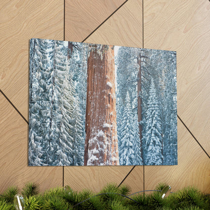 Canvas Gallery Wraps - The US National Parks - Yosemite Park famous Sequoia trees in winter - California - USA NPS - Green Forest Home