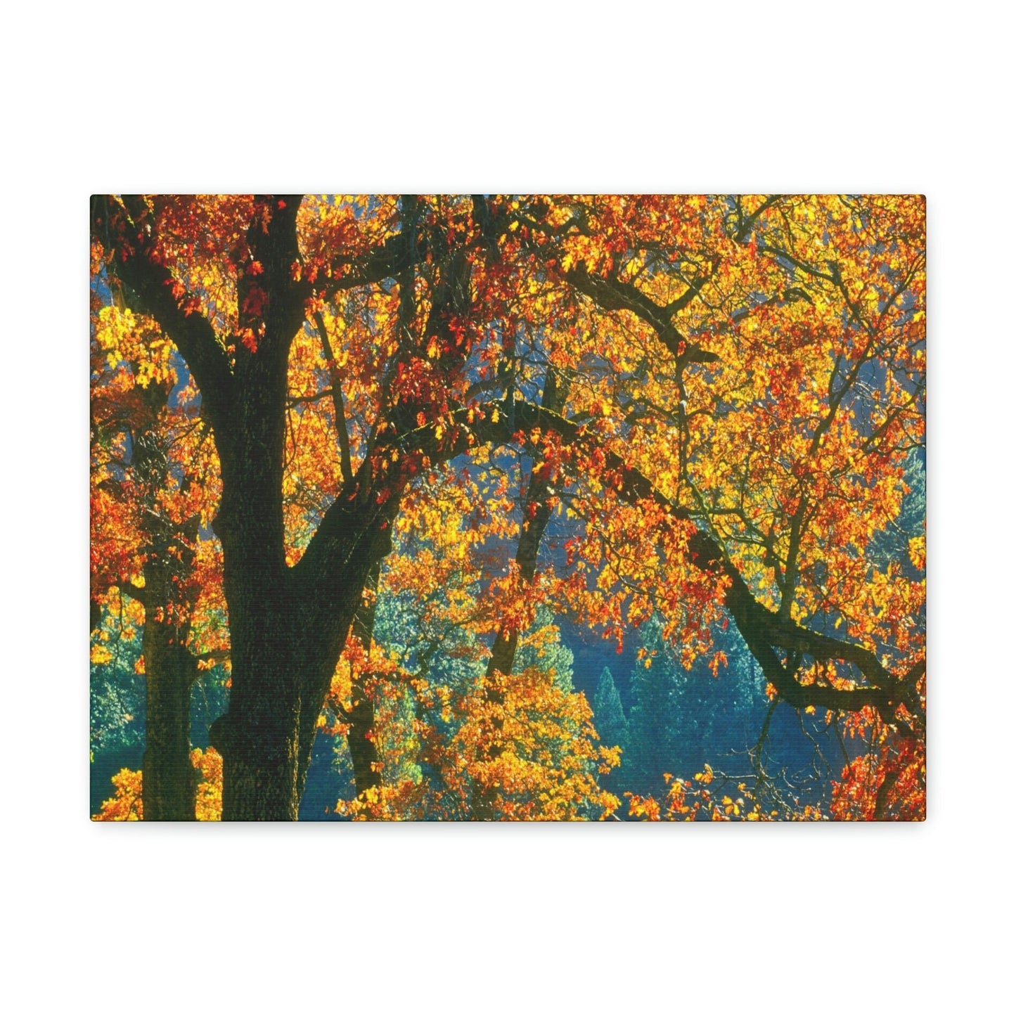 Canvas Gallery Wraps - The US National Parks - Yosemite Park in autumn - California - USA NPS - Green Forest Home