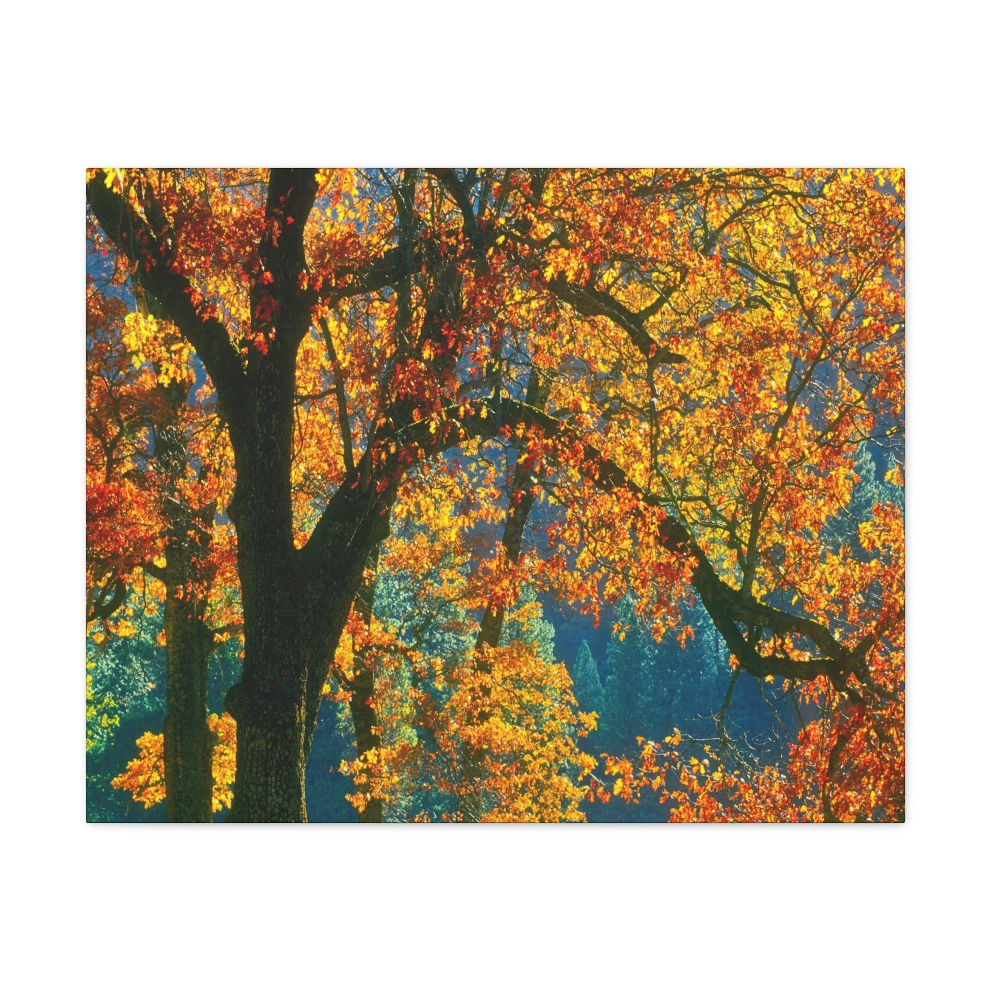 Canvas Gallery Wraps - The US National Parks - Yosemite Park in autumn - California - USA NPS - Green Forest Home