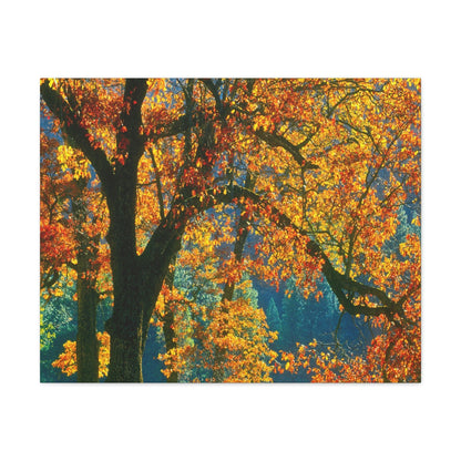 Canvas Gallery Wraps - The US National Parks - Yosemite Park in autumn - California - USA NPS - Green Forest Home