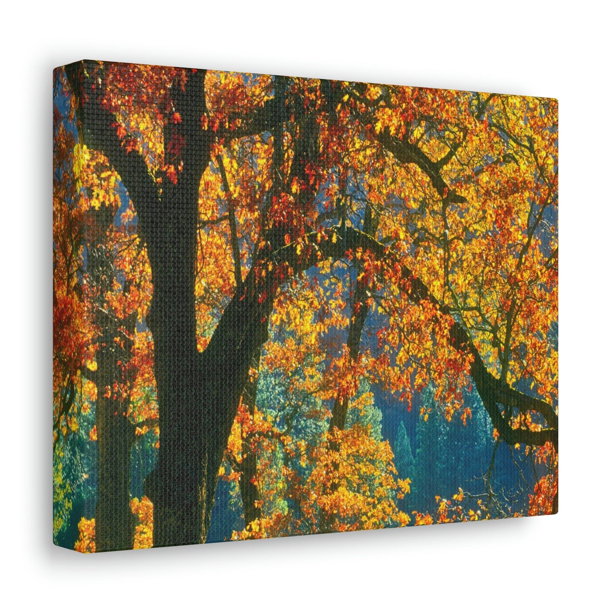 Canvas Gallery Wraps - The US National Parks - Yosemite Park in autumn - California - USA NPS - Green Forest Home