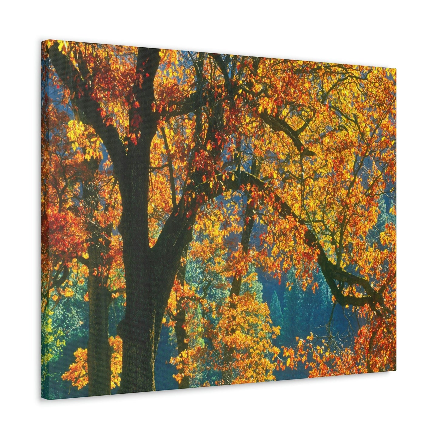 Canvas Gallery Wraps - The US National Parks - Yosemite Park in autumn - California - USA NPS - Green Forest Home