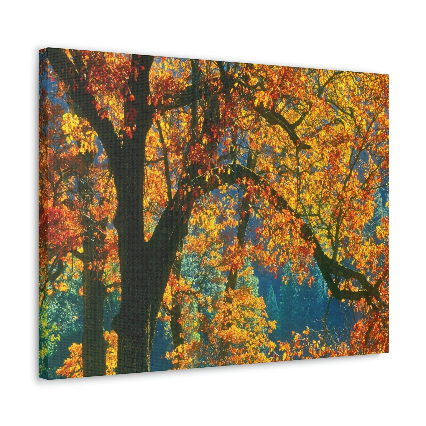 Canvas Gallery Wraps - The US National Parks - Yosemite Park in autumn - California - USA NPS - Green Forest Home